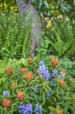 Buy stock photo A series of beautiful garden photos