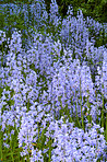 Blue Bells