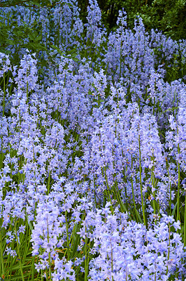 Buy stock photo A photo of beautiful Blue flowers in springtime