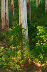 Flowers, plants and trees on mountain side in South Africa