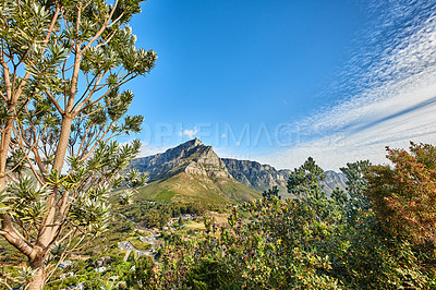 Buy stock photo Landscape view of mountains background from a lush, green botanical garden and national park. Table Mountain in Cape Town, South Africa with blue sky and copy space while discovering peace in nature