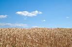 Countryside, farmland and forest - close to Lyon, France