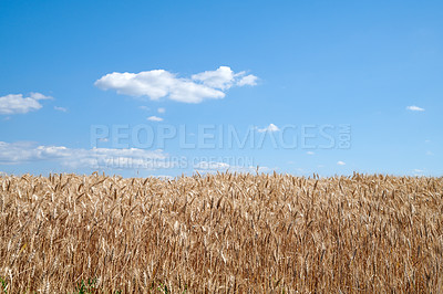 Buy stock photo Cornfield or wheatfield with brown crops against a cloudy blue sky copy space during summer. Large area of agricultural land on an organic and sustainable farm ready for harvest season