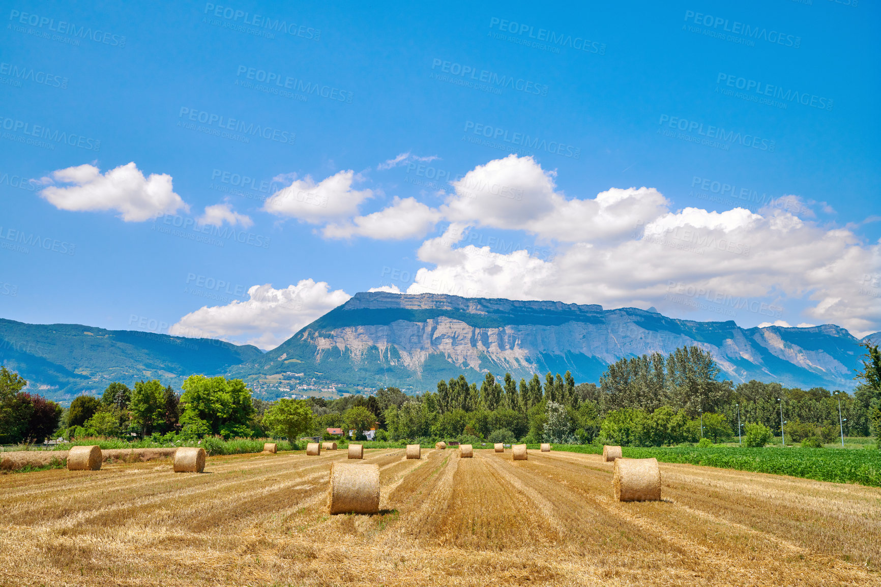 Buy stock photo Bales of brown straw and hay rolled into bundles on field against a mountain and blue sky background. Scenic landscape of golden haystacks on a grain farm after harvesting wheat, rye or barley crops