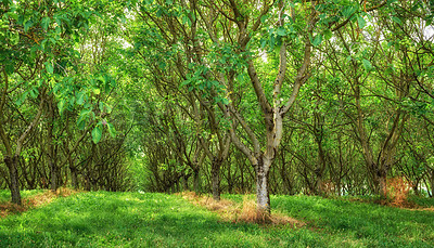 Buy stock photo English walnut trees growing in rows on lush, green and remote agriculture and countryside farm in Lyon, France. Cultivation and farming of healthy nuts for the export industry, diet food or wellness