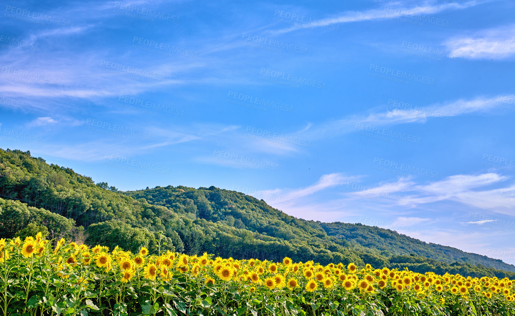 Buy stock photo Yellow sunflowers growing in a field with lush hills and a cloudy blue sky background and copy space. Tall helianthus annuus with vibrant petals blooming in a meadow in the countryside during spring