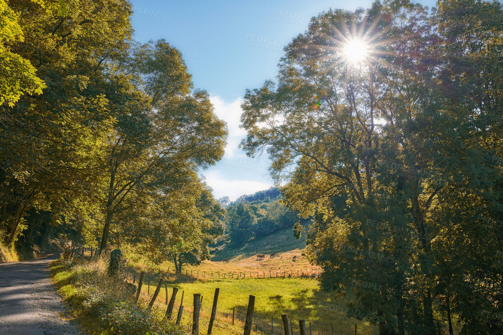 Buy stock photo Rural farm land with quiet street through dense trees in the green countryside near a road on sunny day in France. Quiet nature landscape of woods and field on an empty path near Lyon