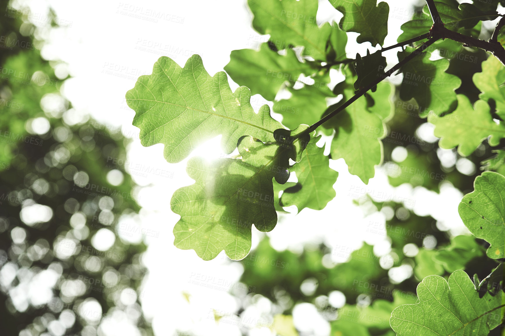 Buy stock photo Low angle shot of green leaves growing in nature