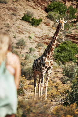 Buy stock photo Shot of a giraffe in its natural habitat