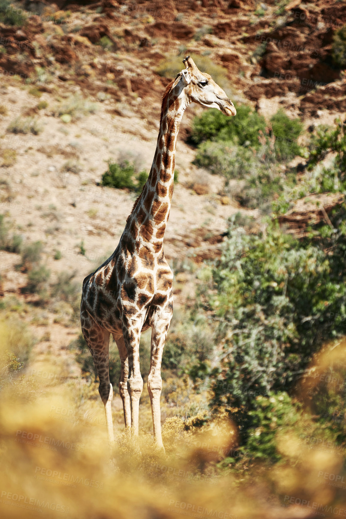 Buy stock photo Shot of a giraffe in its natural habitat
