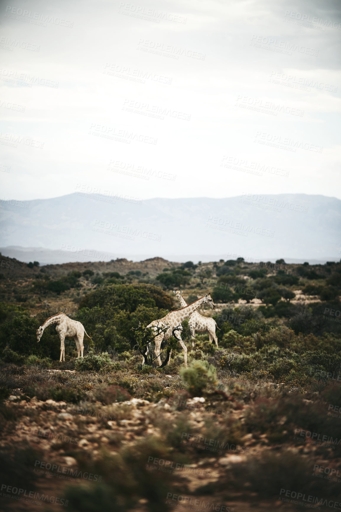 Buy stock photo Shot of three giraffes in their natural habitat