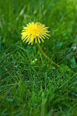 Buy stock photo A series of beautiful garden photos