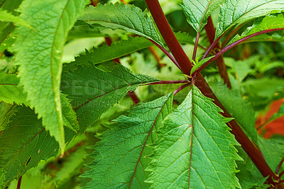 Buy stock photo A series of beautiful garden photos