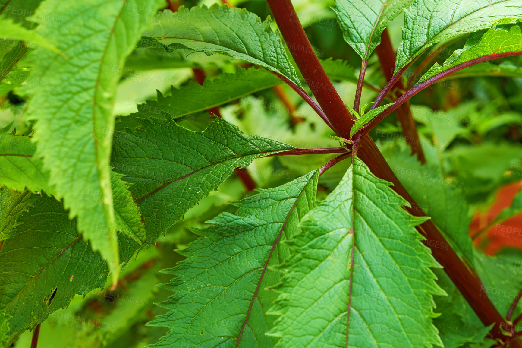 Buy stock photo A series of beautiful garden photos