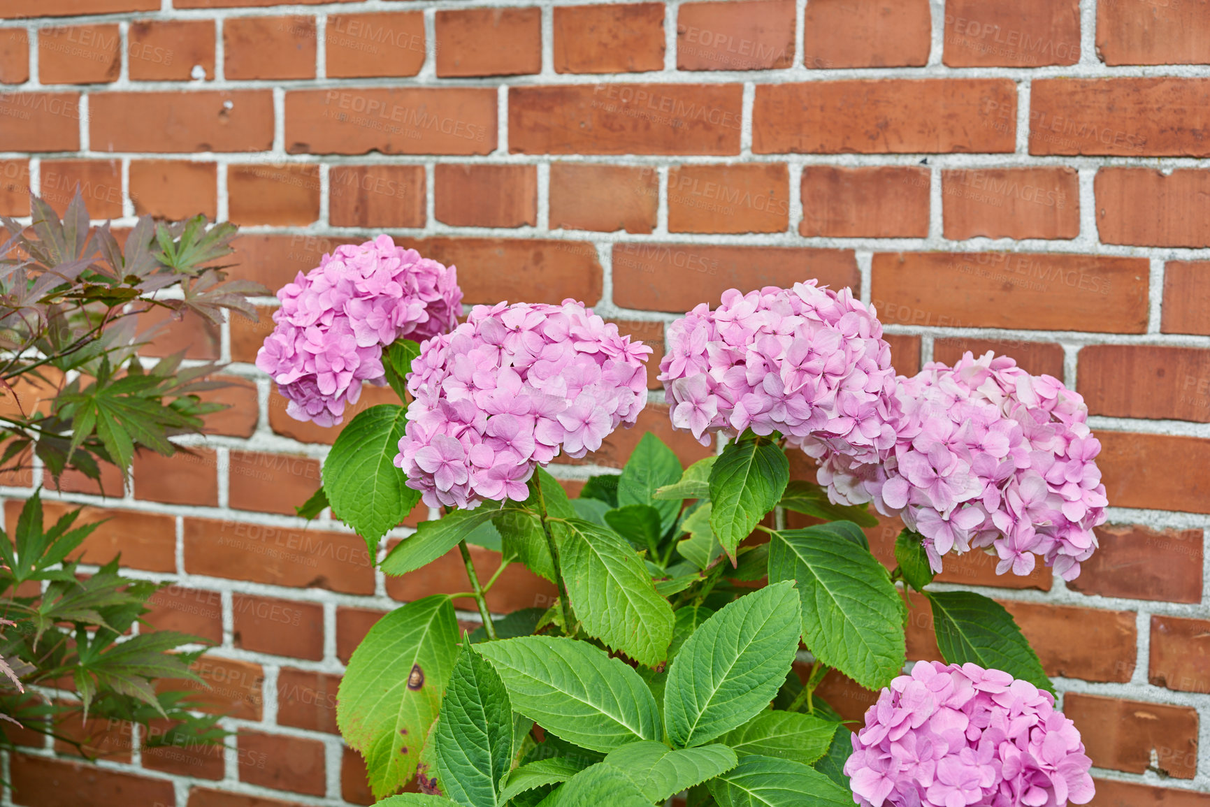 Buy stock photo A series of beautiful garden photos