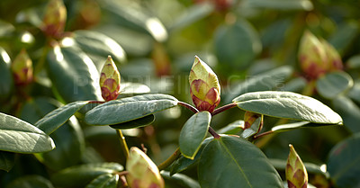 Buy stock photo Closeup of closed catawba rosebay flower buds and leaves in a garden or forest in nature on a Spring or Autumn day. Trees and plants commonly known as purple ivy and a species of Azaleas.