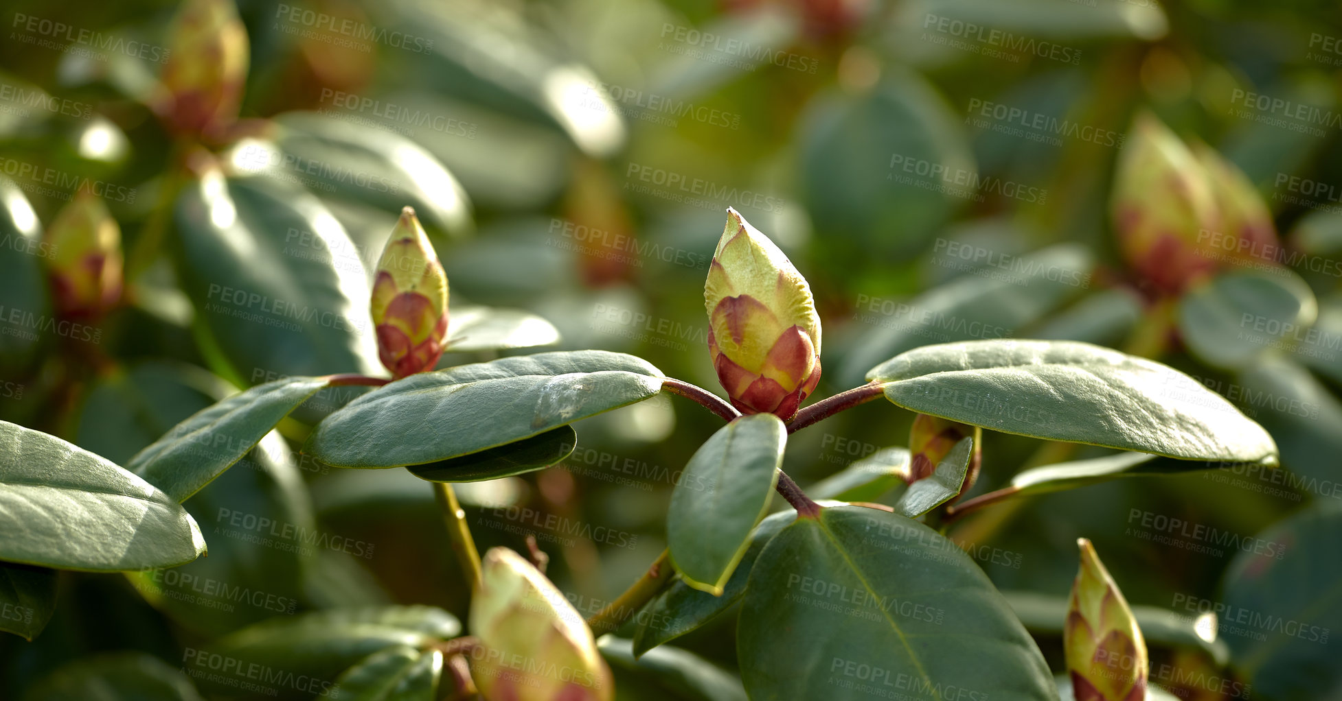 Buy stock photo Closeup of closed catawba rosebay flower buds and leaves in a garden or forest in nature on a Spring or Autumn day. Trees and plants commonly known as purple ivy and a species of Azaleas.