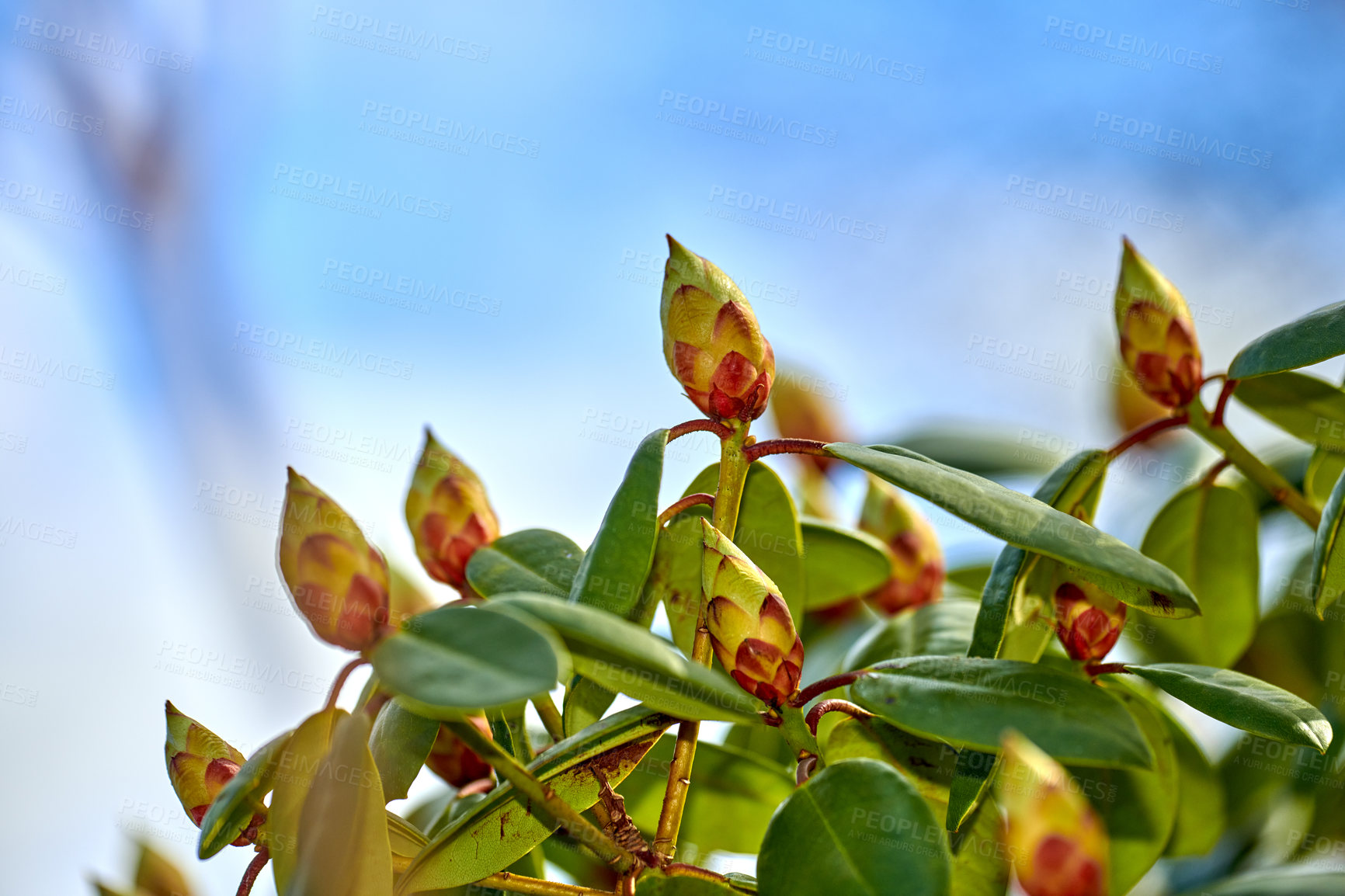 Buy stock photo A series of beautiful garden photos