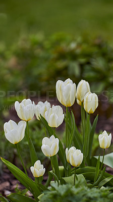 Buy stock photo White tulips growing, blossoming, flowering in a lush green garden. Bunch of didier's tulip flowers from tulipa Gesneriana species blooming in a park. Horticulture, cultivation of happiness and hope.