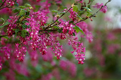 Buy stock photo Colorful pink flowers growing in a garden. Closeup of beautiful ribes sanguineum or flowering currants with vibrant petals from the gooseberry species blooming and blossoming in nature during spring
