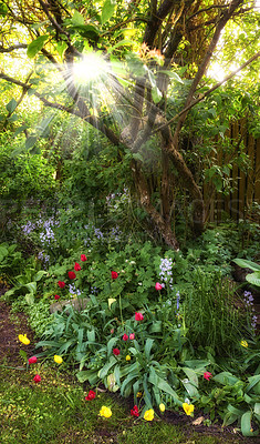 Buy stock photo Colorful garden with different plants and flowers in the sun. Red and yellow didier's tulips growing between purple spanish bluebells in a park. Vibrant nature with views of lush foliage in spring