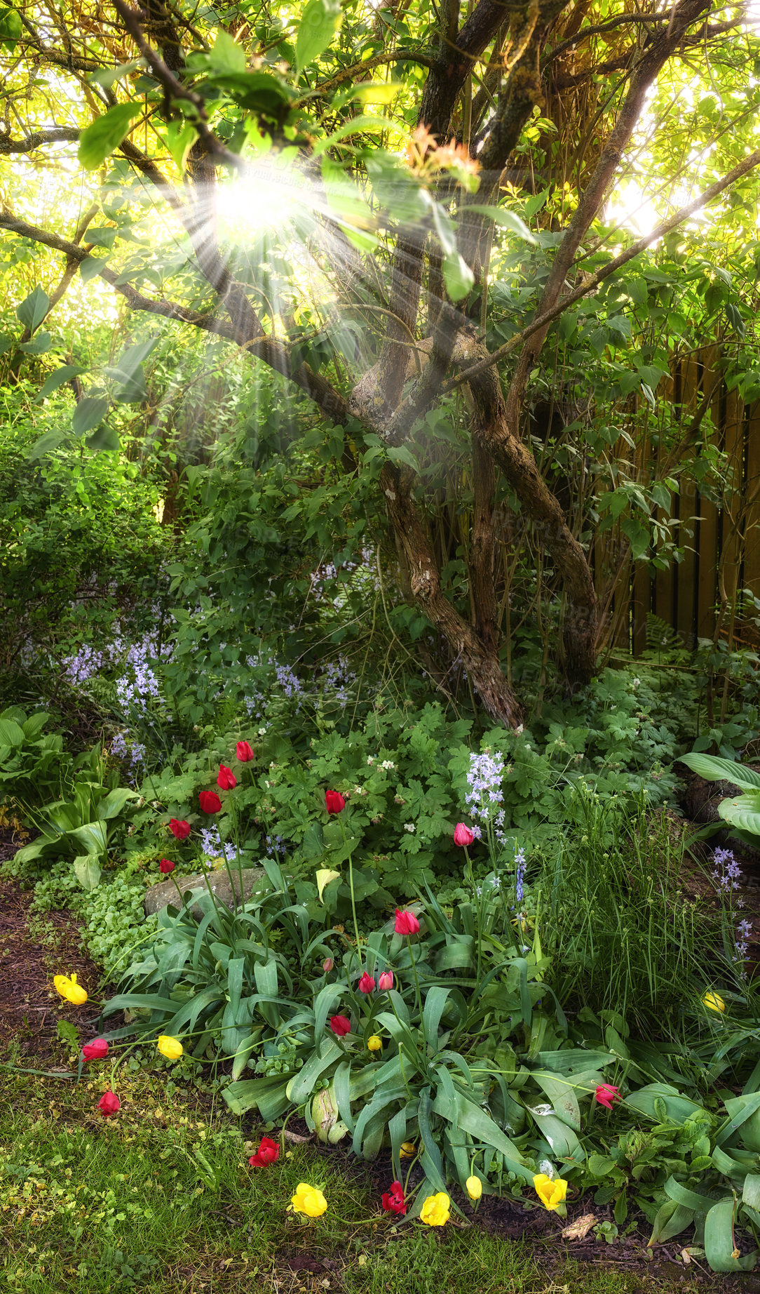 Buy stock photo Colorful garden with different plants and flowers in the sun. Red and yellow didier's tulips growing between purple spanish bluebells in a park. Vibrant nature with views of lush foliage in spring