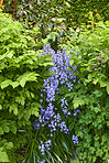 Blue Bells