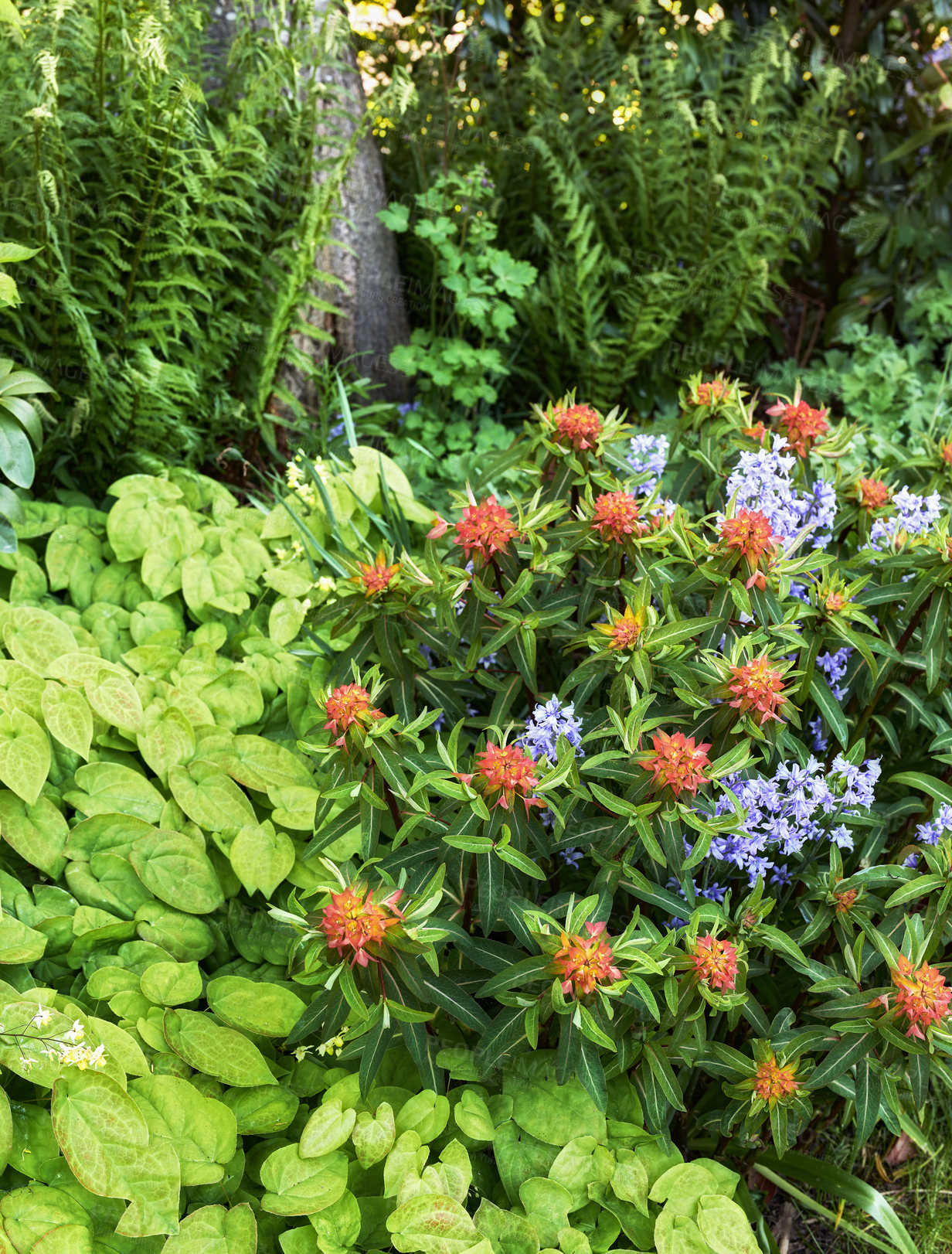 Buy stock photo Outdoor nature view of colorful flowers, grass, and trees in a park. Closeup of green plants growing in a garden landscape. Natural outdoors background of a beautiful gardening day in spring.