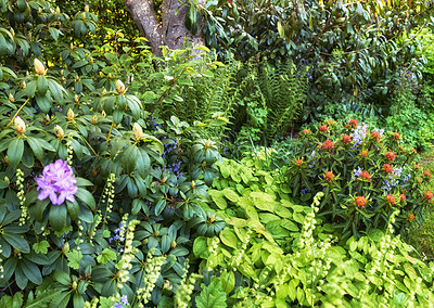 Buy stock photo A beautiful green garden view with flowers, grass, and trees. Outdoor park landscape with growing plants and a purple azalea flower. Closeup of a nature setting during gardening season in spring.