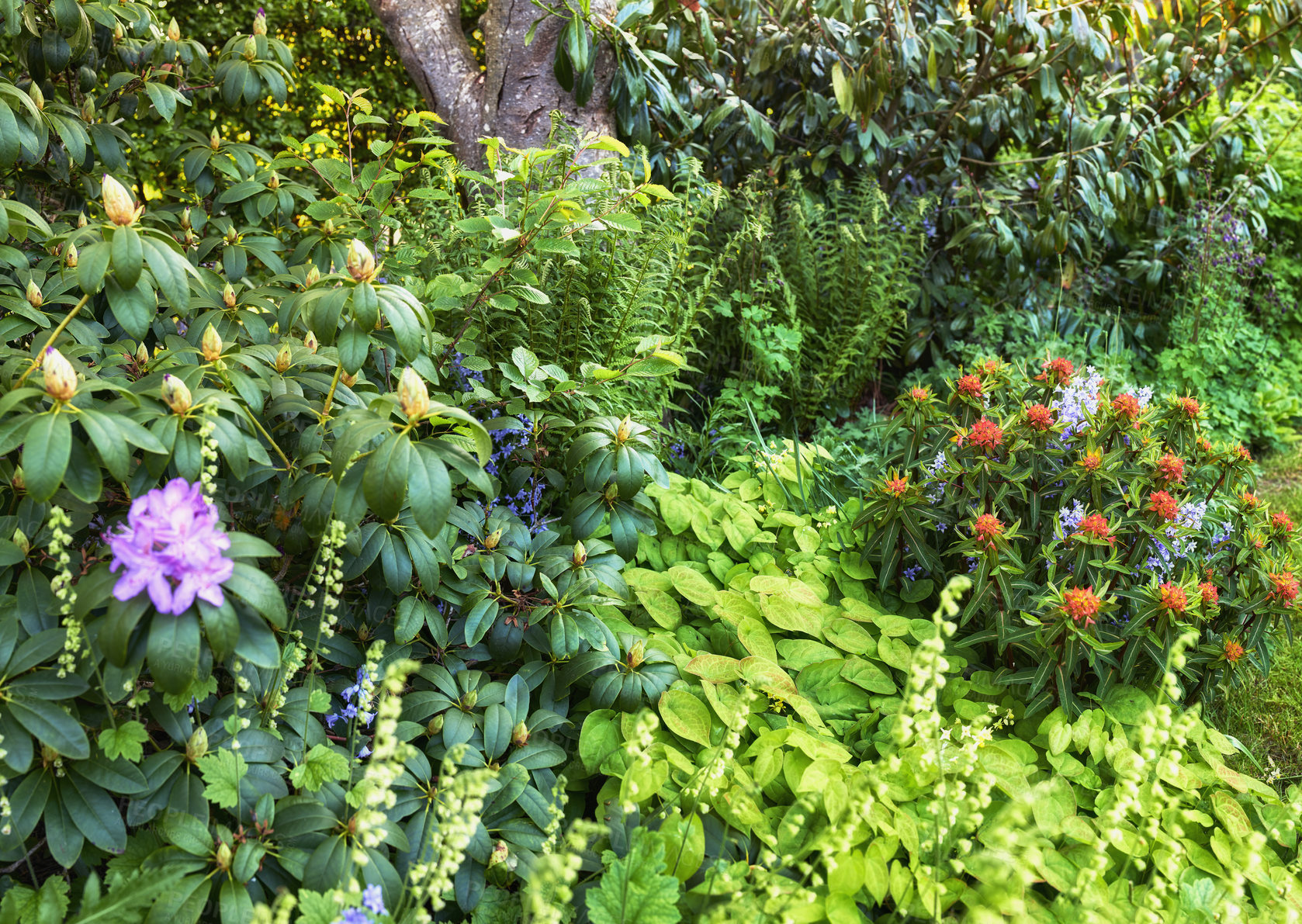 Buy stock photo A beautiful green garden view with flowers, grass, and trees. Outdoor park landscape with growing plants and a purple azalea flower. Closeup of a nature setting during gardening season in spring.