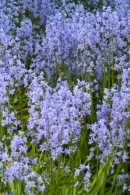 Buy stock photo Closeup of a Bluebell meadow, growing in a calm, green garden. Macro details of soft purple flowers in harmony with nature, tranquil wild Scilla Siberica in a zen, quiet, peaceful backyard