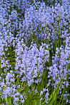 Bluebells in my garden