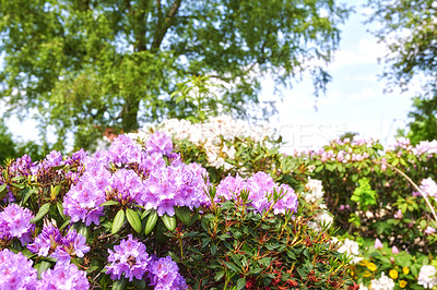 Buy stock photo A series of photos of rhododendron in garden