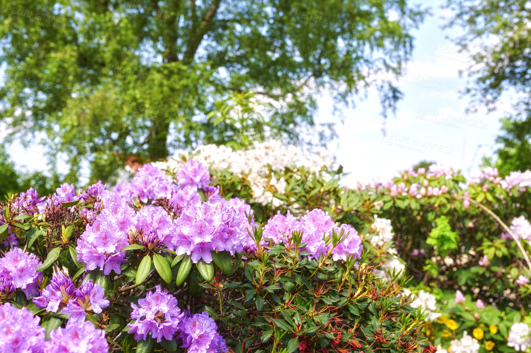 Buy stock photo A series of photos of rhododendron in garden