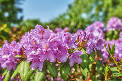 Buy stock photo A series of photos of rhododendron in garden
