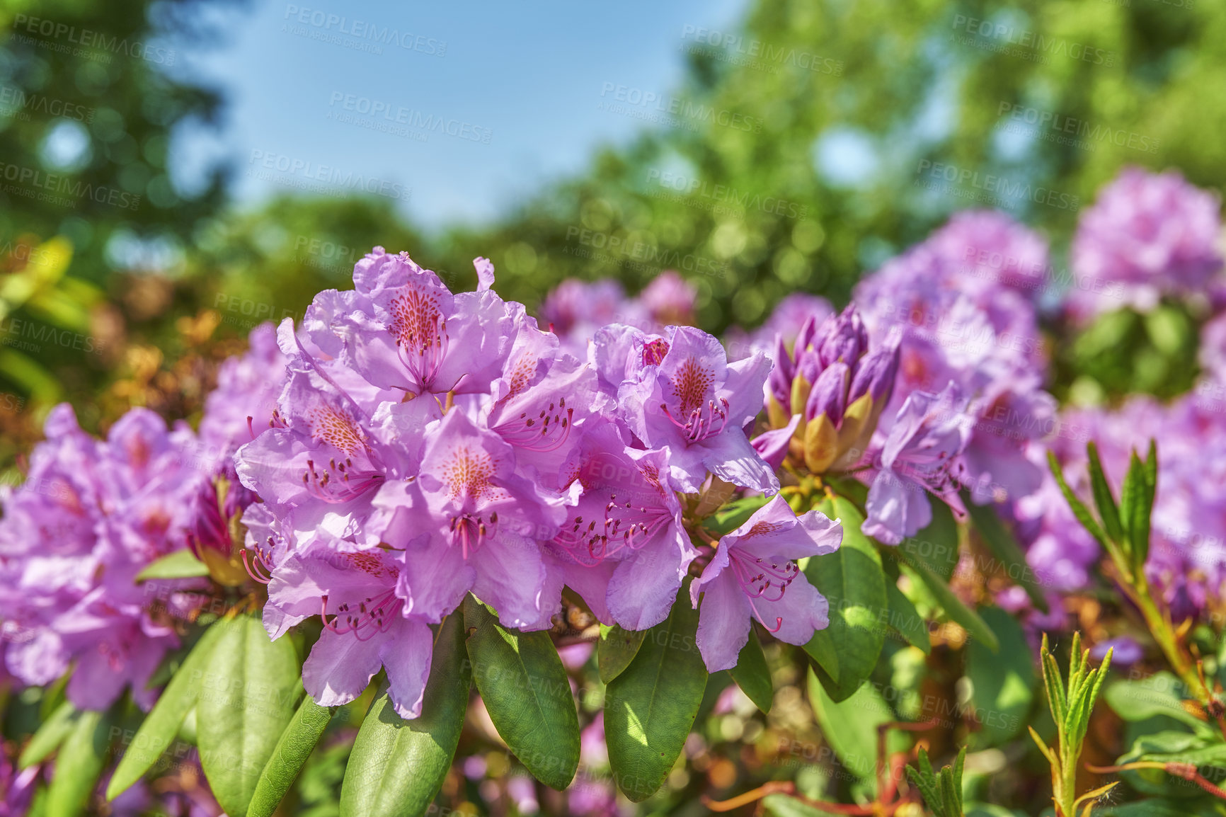 Buy stock photo A series of photos of rhododendron in garden