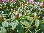 Rhododendron in my garden