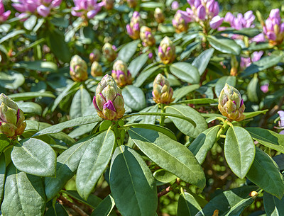 Buy stock photo A series of photos of rhododendron in garden