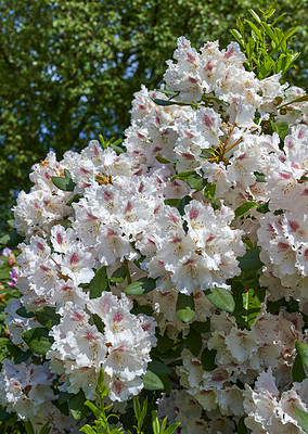 Buy stock photo Rhododendron is a genus of 1,024 species of woody plants in the heath family, either evergreen or deciduous, and found mainly in Asia, although it is also widespread throughout the Southern Highlands of the Appalachian Mountains of North America.