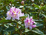 Rhododendron - garden flowers in May