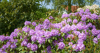 Buy stock photo A series of photos of rhododendron in garden