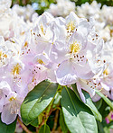 Rhododendron - garden flowers in May