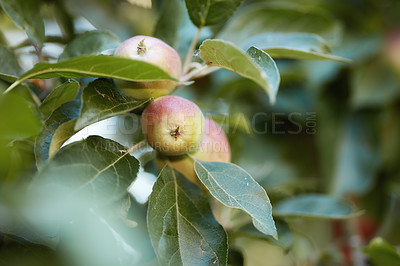 Buy stock photo Fresh apples in natural setting