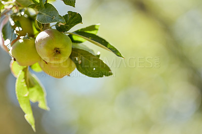 Buy stock photo Fresh apples in natural setting