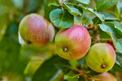 Buy stock photo Fresh apples in natural setting