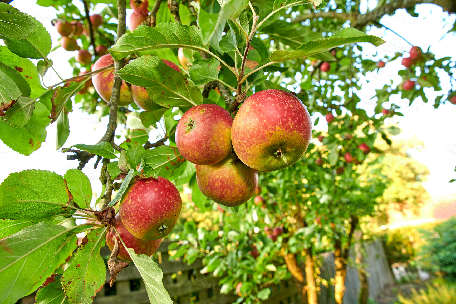 Buy stock photo Fresh apples in natural setting