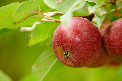 Buy stock photo Fresh apples in natural setting