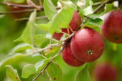 Buy stock photo A photo of taste and beautiful red applesFresh apples in natural setting