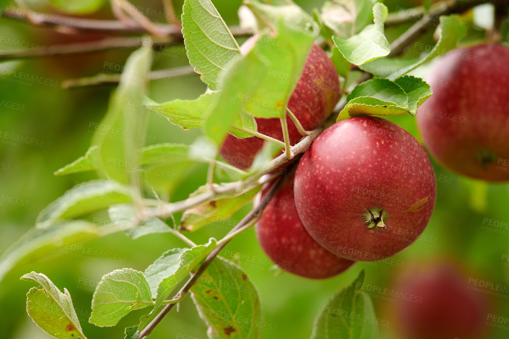 Buy stock photo A photo of taste and beautiful red applesFresh apples in natural setting