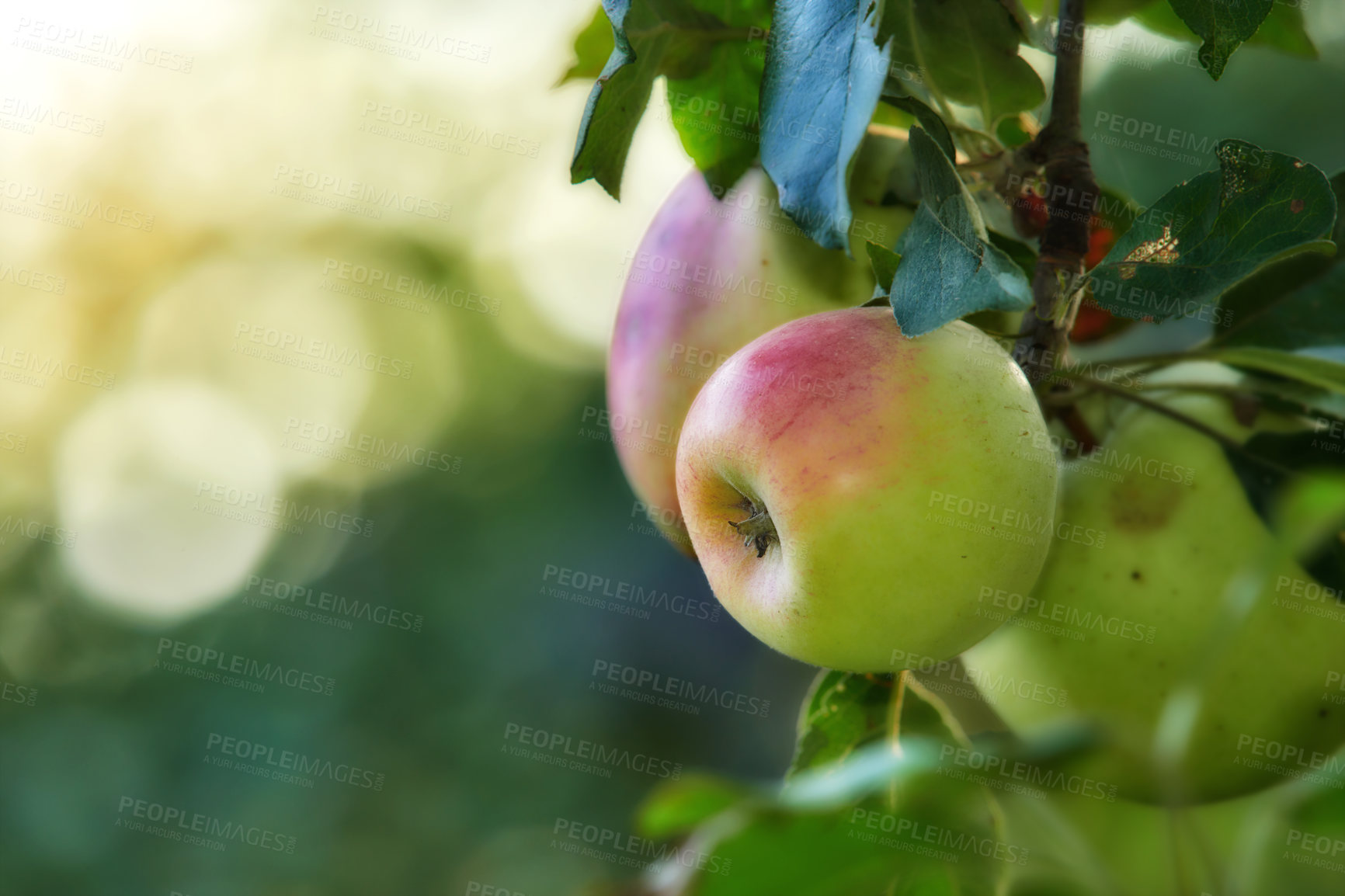 Buy stock photo Fresh apples in natural setting